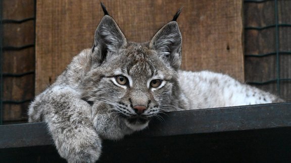 Pusgadu vecie Rīgas zoo lūsēni - 13