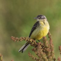 2017. gada putns – dzeltenā cielava