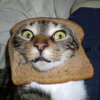 Populāra kļūst kaķu galvu bāšana maizes šķēlēs