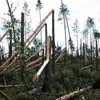 Video: Postošās vētrās Polijā nolīdzināts mežs un gājuši bojā cilvēki