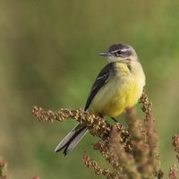 Орнитологи Латвии: птицей 2017 года стала желтая трясогузка