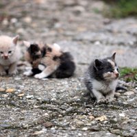 Glābēji no sausās tualetes Liepājā izceļ sešus kaķēnus