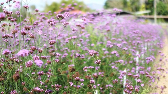 Verbena bonariensis, Buenosairesas verbēna, verbēna, monostādījum