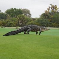 ФОТО, ВИДЕО: Гигантский аллигатор прогулялся по полю для гольфа