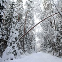 Под тяжестью снега в Латвии сломалось много деревьев