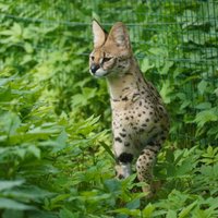 Rīgas zoo jauni iemītnieki – savvaļas kaķi ar vislielākajām ausīm un garākajām kājām