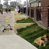 Sočos kritiku izraisījusi iecere izķert un nogalināt klaiņojošus dzīvniekus