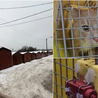 ФОТО. Похищение девочки в Каунасе: в гаражах нашли также украденных домашних животных