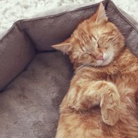 Atpazīs katrs saimnieks: kaķu gulēšanas pozas un to jautrie skaidrojumi