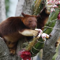 Foto: Zvēriņi visā pasaulē priecājas par Ziemassvētku dāvanām