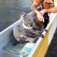 Video: Drosmīga koala lācīša neparastā pelde