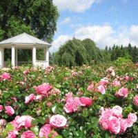 Foto: Karaliskais rožu krāšņums Nacionālajā botāniskajā dārzā