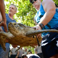 Foto: Tūristi palīdz nolaupītus bruņurupučus palaist brīvībā