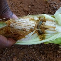 Negants kāpurs ēd afrikāņu kukurūzu; Zambija cīņā iesaista militāro aviāciju