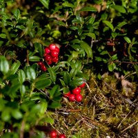 Осенние ягоды: чем полезны калина, брусника и рябина