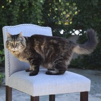 Pasaulē vecākais kaķis – laiskais Kordurojs