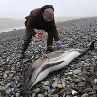 Francijas piekrastē izskaloti simtiem beigtu delfīnu