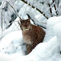 Medības vai izšaušana – sākas 150 Latvijas lūšu jaktes sezona
