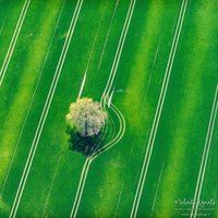 Впечатляющие аэроФОТО: Зелено-желтые поля Латгалии
