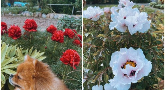 Peonijas un skudras sader kā roka ar cimdu – vai tiešām?