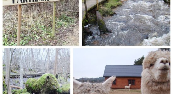 Alpakas, ūdenskritumi, nacionālo partizānu bunkurs un taka – maršruts izbraucienam gar Amatu