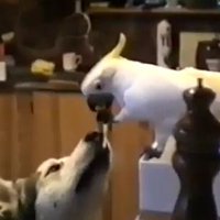 Papagailis no mutes mutē baro suni ar makaroniem
