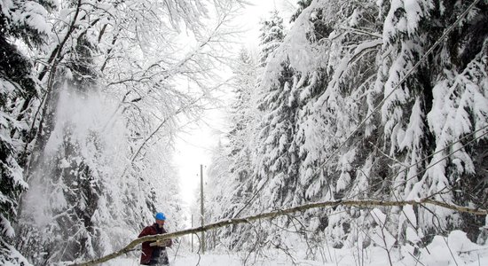 VDI sāk pārbaudes kokapstrādes un mežizstrādes uzņēmumos