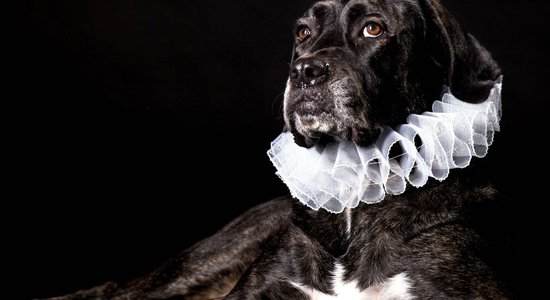 Foto projekts: Patversmes dzīvnieki uz vienu dienu pārtop par smalkiem aristokrātiem