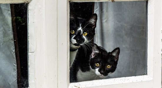 Izmaksas būtiski nepieaugs! Vetārstu ieteikums kaķu saimniekiem, lai dzīvnieks justos laimīgāks