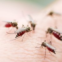 Защита от комаров: 8 простых способов