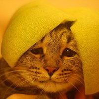 Jauns stulbings – kaķu galvas augļu mizās