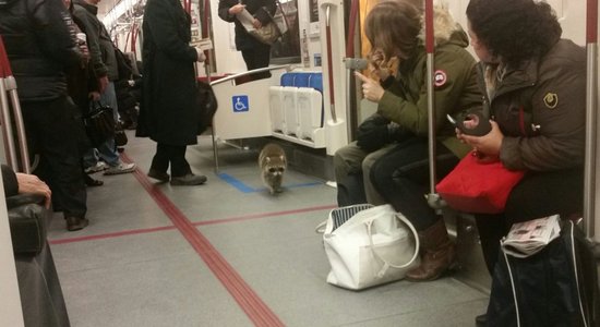 Kanādiešu jenots pārbauda somiņas saturu metro