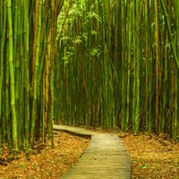 Foto: Kā aug eksotiskie bambusi?