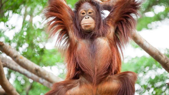 orangutans primāts