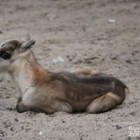 Rīgas Zoodārza ziemeļbriežu ģimenē piedzimis mazulis