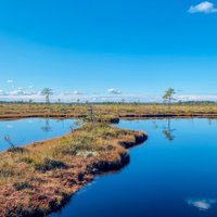 Brīvdienu maršruts: sešus kilometrus garā Nigulas purva mācību taka Igaunijā
