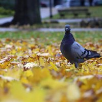 Piektdien lielākoties būs saulains laiks, lietus nav gaidāms