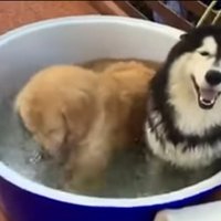 Video: Aizrautīgs suņuks nespēj rimties un plunčājas ūdens bļodā