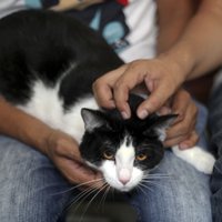 В мэры мексиканских городов выдвигают котов, ослов и псов