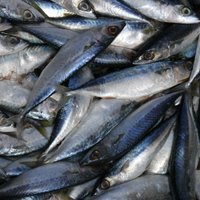 Latvijas zivju eksportu uz Krieviju varētu atjaunot tikai pēc atkārtotām pārbaudēm