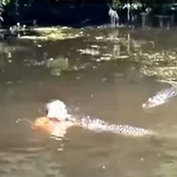 Video: Gids no mutes mutē ar vistu un zefīriem baro aligatorus