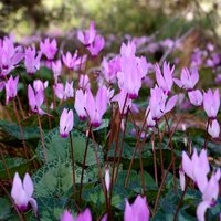 Košie ziedu zvaniņi – kā dabā aug trauslās Alpu vijolītes?