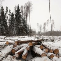 Lauksaimniecības zemes īpašniekiem būs atvieglota kārtība koku ciršanai