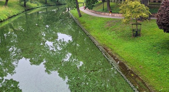 Foto: Rīgas kanāla ūdens ieguvis zaļganu nokrāsu