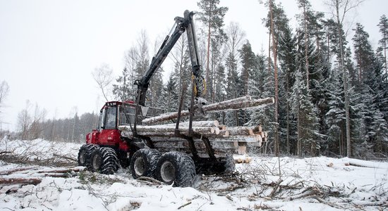 В прошлом году в Латвии площади вырубок леса сократились на треть