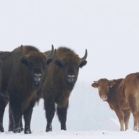 Polijā konstatēts trako govju slimības gadījums