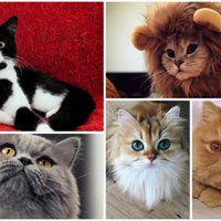 Mīļuma kalngals – bezgala skaisti kaķīši, kuri šogad patikuši 'Mans Draugs' lasītājiem