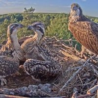 Populāro tiešraidi no zivjērgļu ligzdas Kurzemē translēs 'National Geographic'