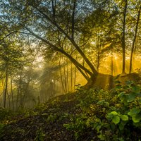 Neparastas idejas brīvdienām: septiņas maģiskas izklaides Lietuvas mežos