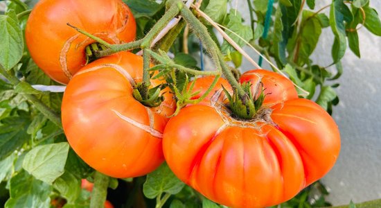 Saplaisājuši tomāti – vai pamats satraukumam?